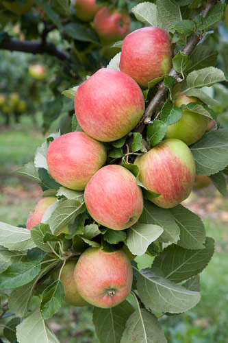 Apple Malus Domestica Ceeval 