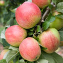 Apple - Malus domestica 'Ceeval'