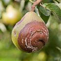 Brown Rot on pear