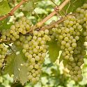 Grape - Vitis vinifera 'Reichensteiner'