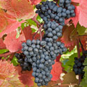 Grape - Vitis vinifera 'Dunkelfelder'