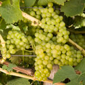 Grape - Vitis vinifera 'Wurzer'