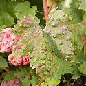 Blister Mite damage to grape leaf