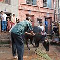 Buffalo being sacrificed, Dasain Festival, Bhaktapur, Nepal.