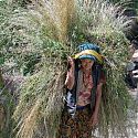 Local woman carrying heavy load, Jomsom Trek, Nepal.