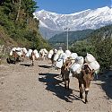 Mule train, Ghasa, Jomsom Trek, Nepal.
