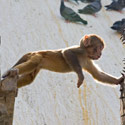 Monkey climbing on the Monkey Temple, Kathmandu, Nepal.
