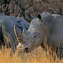 White Rhinoceros, Matobo National Park, Zimbabwe.