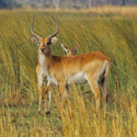 Common Reedbuck, Okalvango Delta, Botswana.
