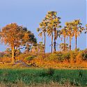 Palm Trees, Okalvango Delta, Botswana.