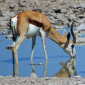 Impala, Etosha National Park, Namibia.