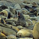 Fur Seals, Cape Cross, Namibia.