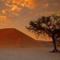 Sunrise, Dune 45, Namib-Naukluft Park, Namibia.