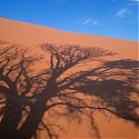 Shadow of tree, Dune 45, Namib-Naukluft Park, Namibia.