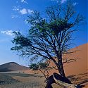 Tree, Dune 45, Namib-Naukluft Park, Namibia.