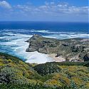 Cape of Good Hope Nature Reserve, Republic of South Africa.