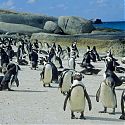 Jackass penguins, Simon's Town, Republic of South Africa.