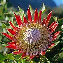 King Protea, Kirstenbosch Botanical Gardens, Republic of South Africa.