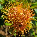 Leucospermum innovans, Kirstenbosch Botanical Gardens, Republic of South Africa.
