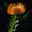 Leucospermum hybrid, Kirstenbosch Botanical Gardens, Republic of South Africa.