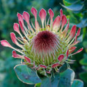 Protea eximia, Kirstenbosch Botanical Gardens, Republic of South Africa.