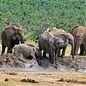 Elephants, Addo Elephant National Park, Republic of South Africa.
