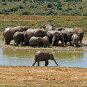 Elephants, Addo Elephant National Park, Republic of South Africa.