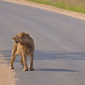 Lion, Kruger National Park, Republic of South Africa.