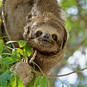 Sloth, Santa Cruz, Bolivia.