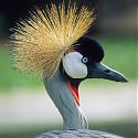 Crested Crane, Bird Park, Foz do Iguacu, Brazil.