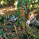 Tiger, Khana National Park, India.