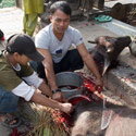 Slaughter of Buffalo, Dasain Festival, Bhaktapur, Nepal.