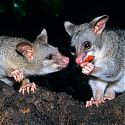 Possums, Darwin, Northern Territory, Australia.