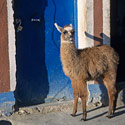 Llama, Eduardo Avaroa Reserve, Bolivia.