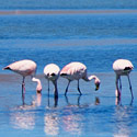 Flamingos, Laguna Callapa, Eduardo Avaroa Reserve, Bolivia.