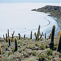 Cactus, Isla de Pescadores, Salar de Uyuni, Bolivia.