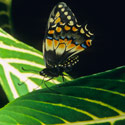 Butterfly, La Paz Waterfall Gardens, Costa Rica.