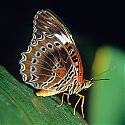Butterfly Sanctuary, Kuranda, Queensland, Australia.