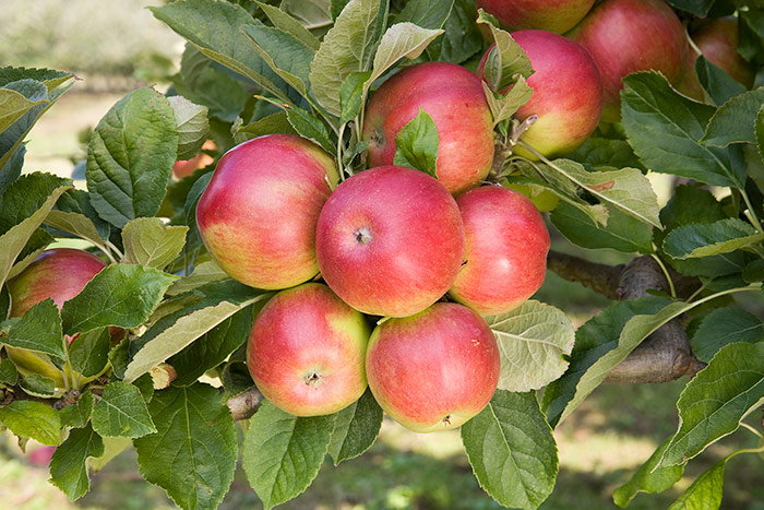 Apple Malus Domestica Idared 