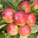 Apple - Malus domestica 'Idared'