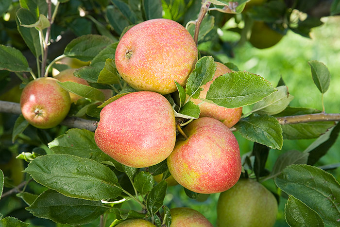 Apple Malus Domestica Adam s Pearmain 