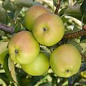 Apple - Malus domestica 'Crispin'