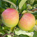 Apple - Malus domestica 'Jonagold'