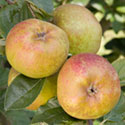 Apple - Malus domestica 'D'arcy Spice'
