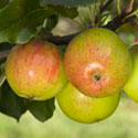 Apple - Malus domestica 'Laxton's Epicure'