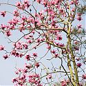 Magnolia campbellii, Blakenham Woodland Garden, Suffolk