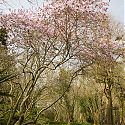 Magnolia x loebneri 'Leonard Messel', Blakenham Woodland Garden, Suffolk