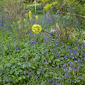Euphorbia subsp. wulfenii surrounded by bluebells, Blakenham Woodland Garden, Suffolk