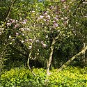 Magnolia in flower, Blakenham Woodland Garden, Suffolk
