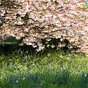 Flowering cherry - Prunus 'Shogetsu', Blakenham Woodland Garden, Suffolk